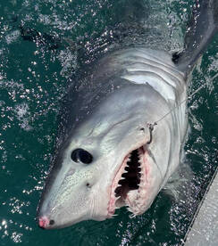 Shark week! taking down the baits