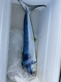 Haleiwa Report Photo 1