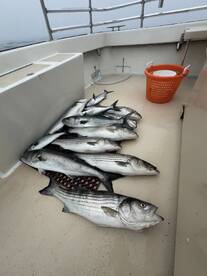 Montauk Report Photo 1