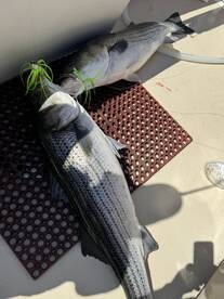 Montauk Report Photo 1