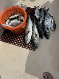 Montauk Report Photo 1
