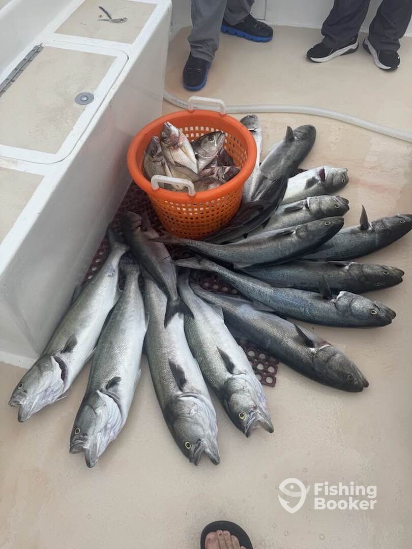 Montauk Report Photo 0