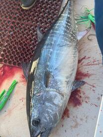 Montauk Report Photo 1