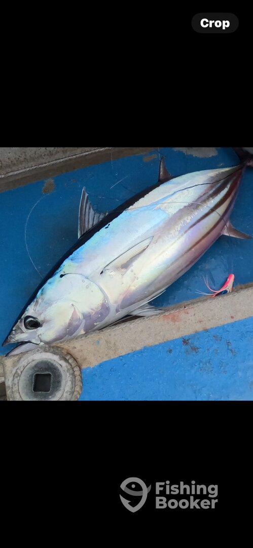 Haleiwa Report Photo 0
