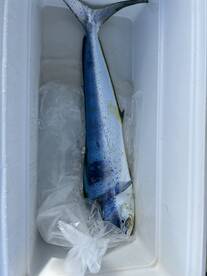 Haleiwa Report Photo 2