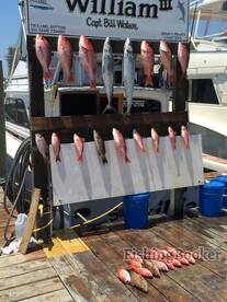 Opening day of snapper 