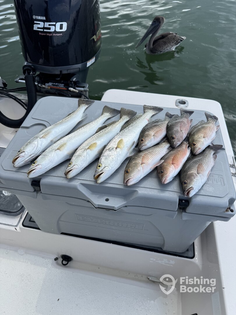 Sarasota Bay Report Photo 0