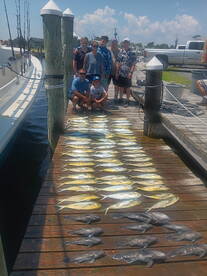 Mahi and sea bass 