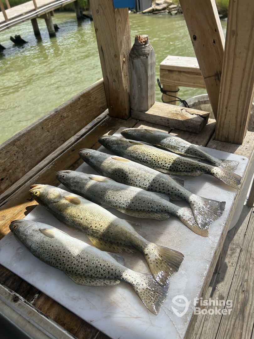 Port Isabel Report Photo 0
