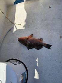 More Family fun on the Able One charter 