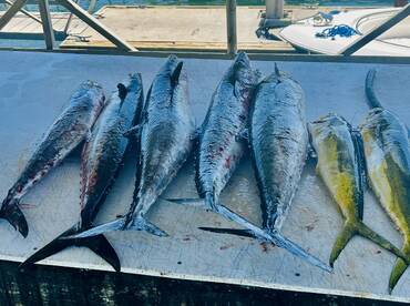Kingfish bite is on 