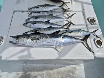 Spanish Macs and redfish