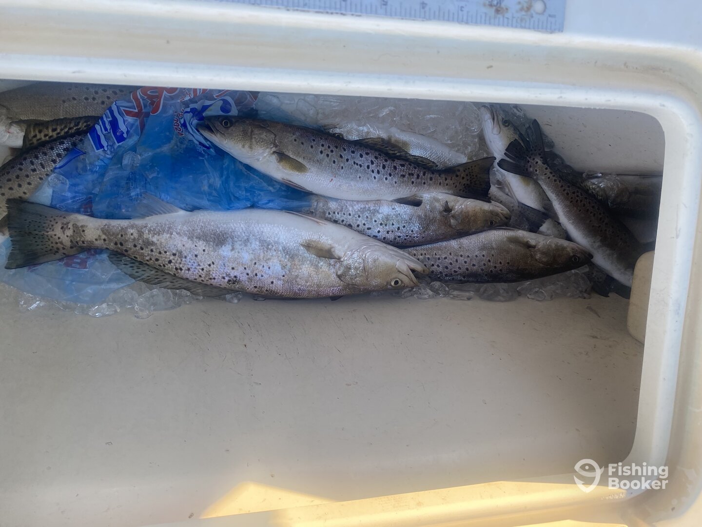 Wanchese Report Photo 0