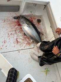 Great Yellowfin Action!