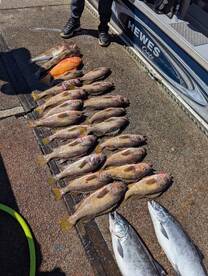 Rock fishing trip was great 