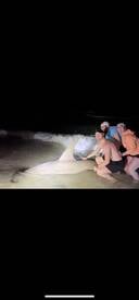 Giant hammerhead 