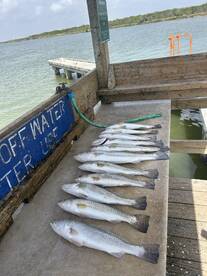 Laguna Madre Report Photo 1