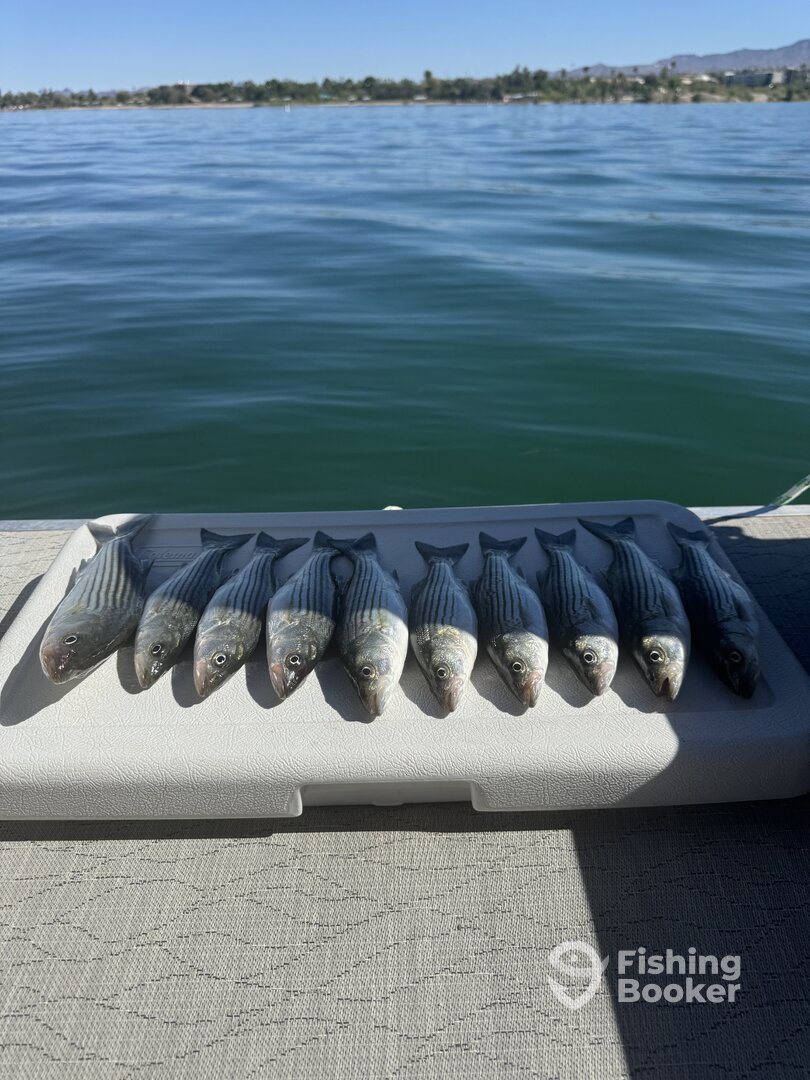 Lake Havasu City Report Photo 0