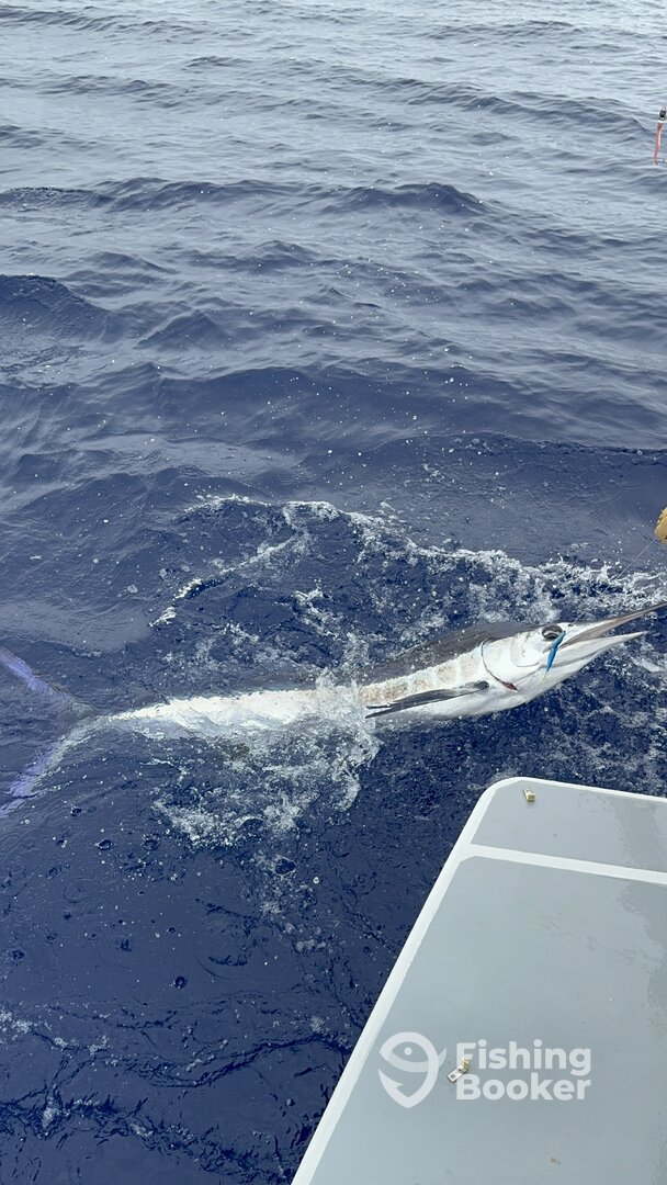 Calheta Report Photo 0