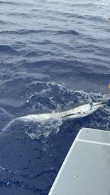 Calheta Report Photo 2