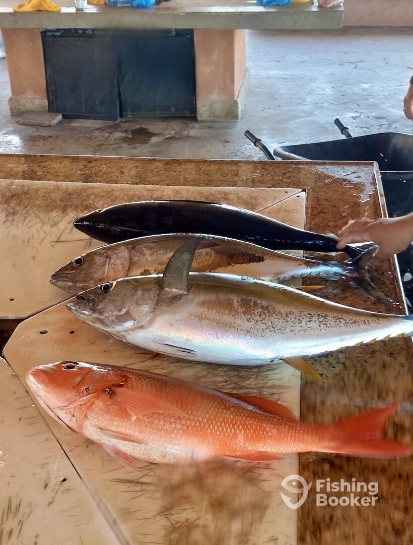 San Jose del Cabo Report Photo 0
