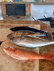 DALIKEN SPORTFISHING BOOK NOW!