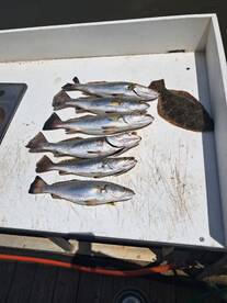 Trout bite was on fire today 