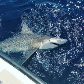 Montauk Report Photo 2