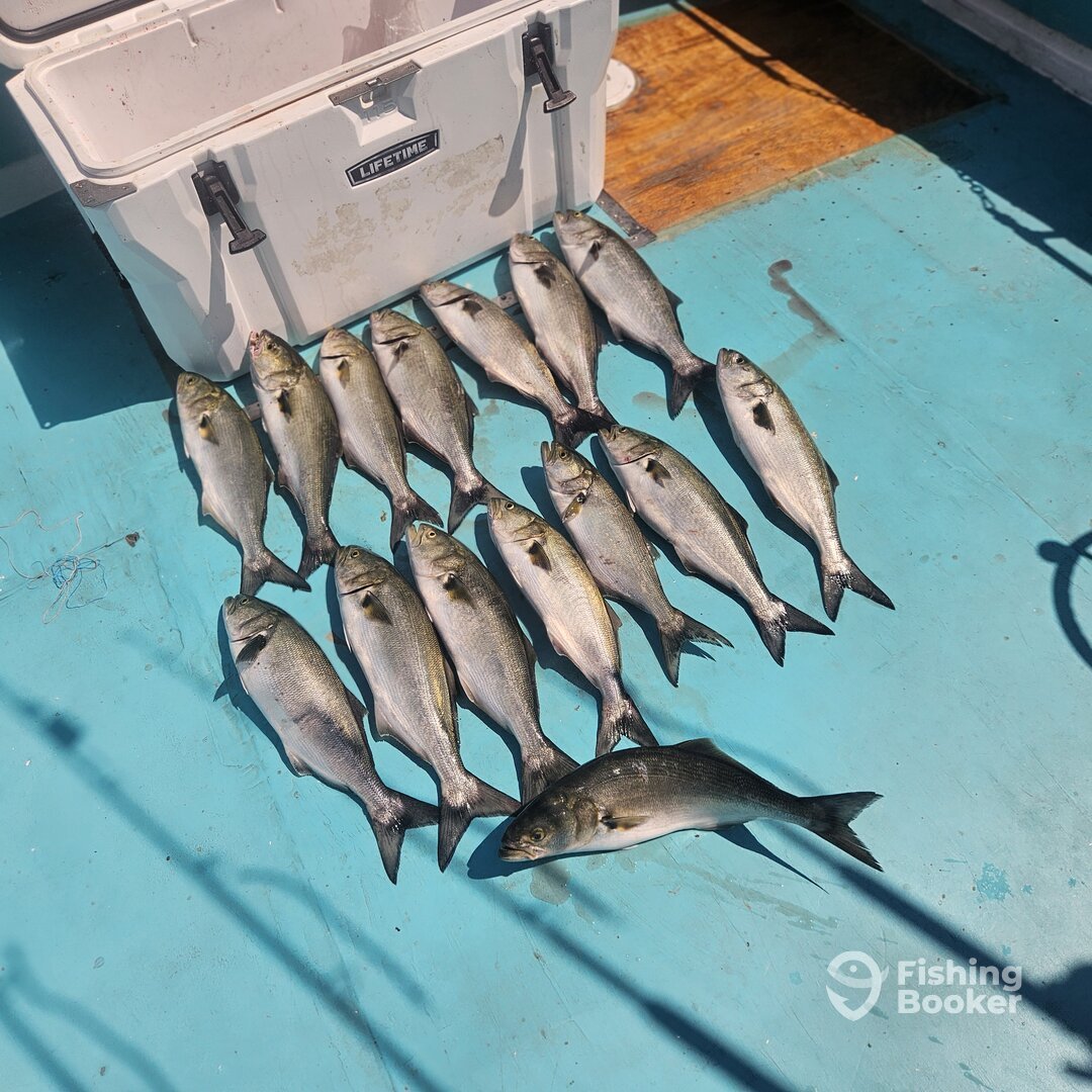 Chesapeake Bay Report Photo 0
