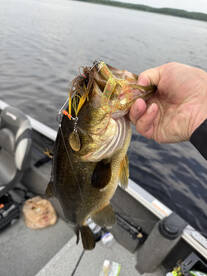 Rhinelander Report Photo 2