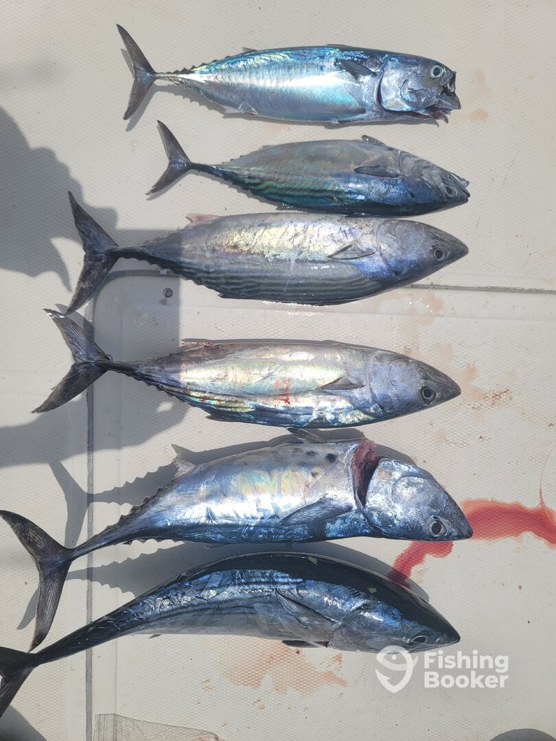 Nuevo Vallarta Report Photo 0