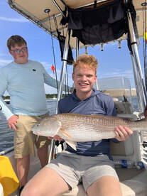 Couple Bull Red pics