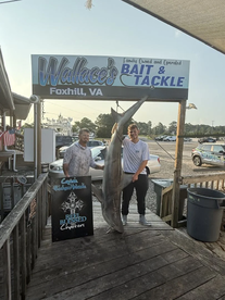 We bite back! Monster Bullshark Hits the