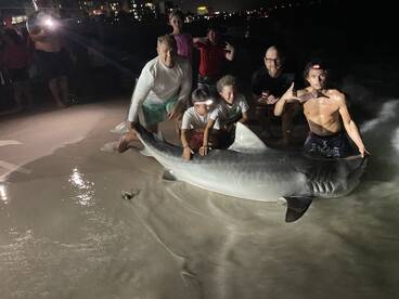 Big tiger sharks