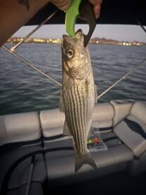 Lake Havasu City Report Photo 2