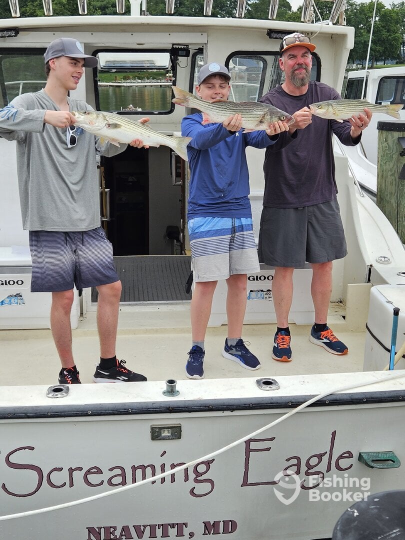 Light tackle Striped Bass fishing