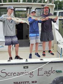 Light tackle Striped Bass fishing