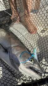 Vancouver Island Report Photo 1