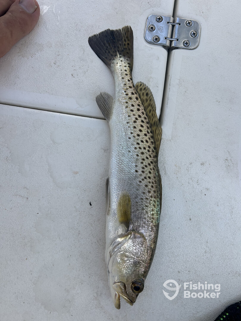 Punta Gorda Report Photo 0