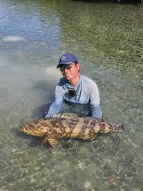 Goliath grouper 