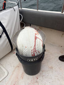 Berkeley Report Photo 1