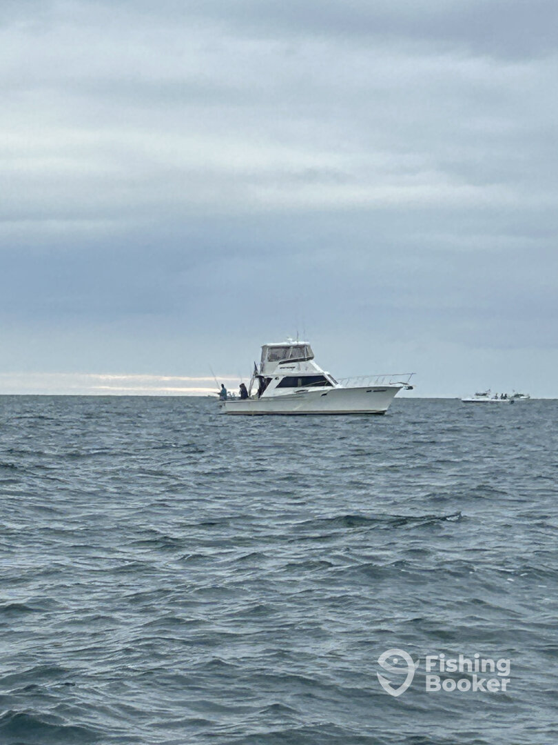 Olcott Report Photo 0