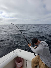 Bluefin bite keeps goin!