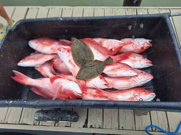 Snapper 