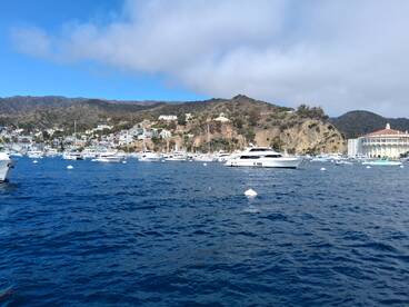 Calico Bass local Catalina Island tough 