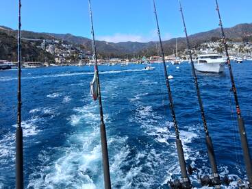 Dana Point Report Photo 2