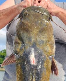 Big Flathead 