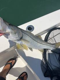 Snook and redfish are biting good