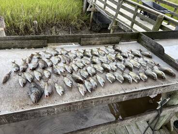 1/2 day bottom fishing 