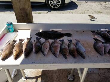 Great Day Inshore fishing